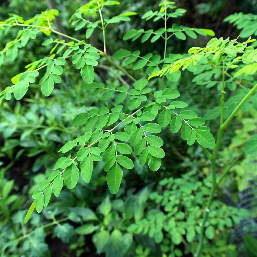 Moringa tree oil